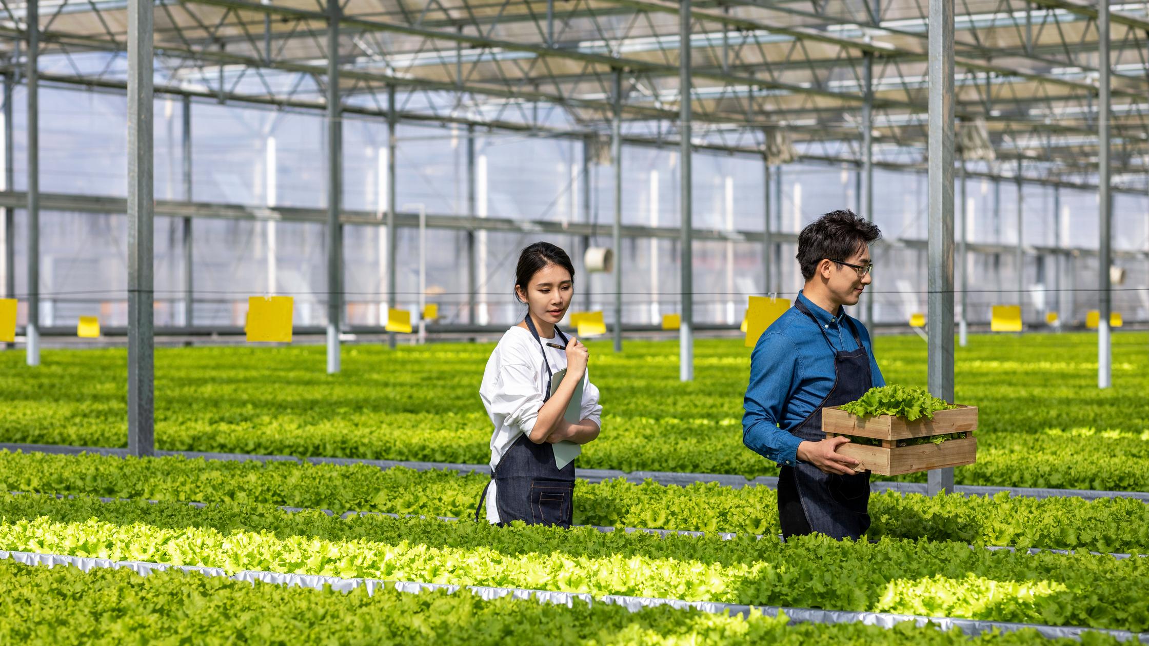 food and retail Asian farmers in greenhouse