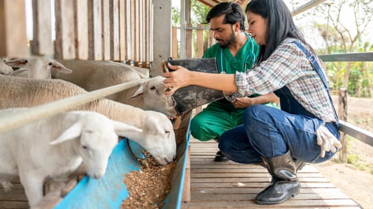 A farmer give food to sheep into feed trough and the veterinarian also check health of animals and stay beside.