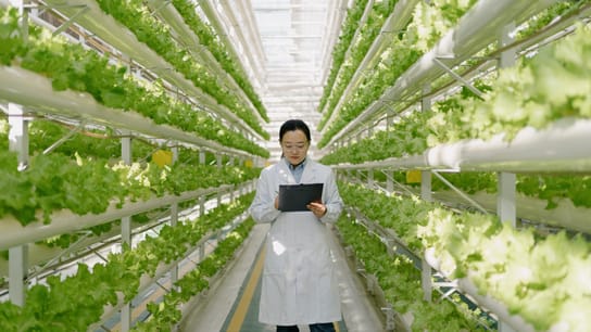 Engineer is inspecting soilless vegetable greenhouses.
