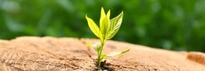 A leaf growing in a cut tree stump