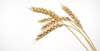 picture-of-wheat