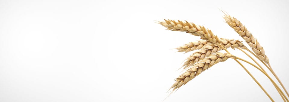 picture-of-wheat