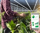 Thumbnail person touching plants in hydroponics warehouse.