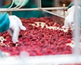 Food industry staff handling red berry fruits whilst wearing white gloves.