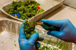 Supporting the cannabis industry with best practice
