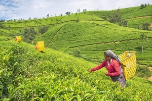 green field woman