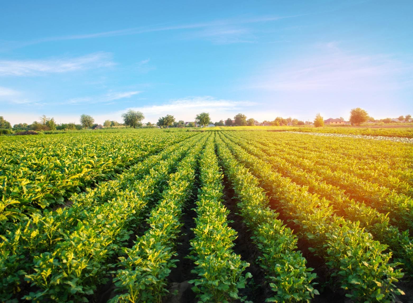 Webinar -Growing a food-secure future