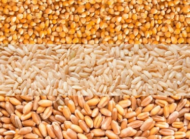Specifying requirements for zinc enriched grains