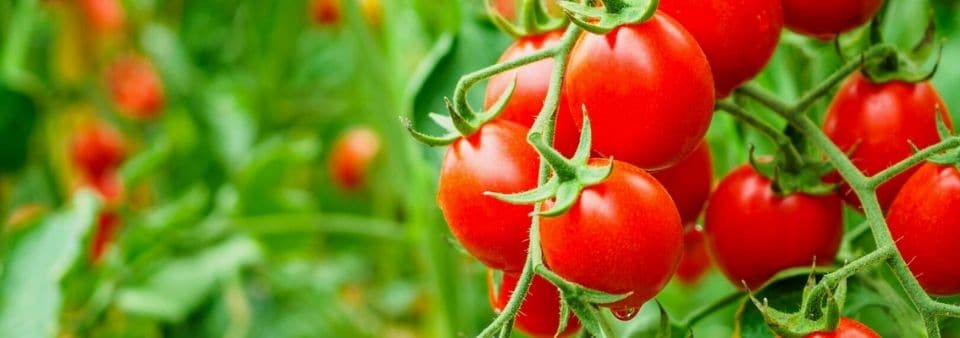 Red tomatoes on vine