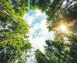 forest trees