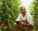 Man in overalls checking tomato plants whilst holding electronic tablet.