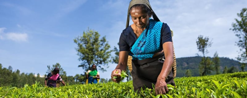 mujer recogiendo plantas