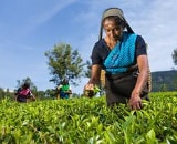 Woman hand picking leaves in field.