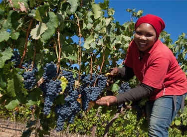 Someone picking grapes off a vine, smiling