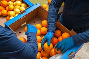 Oranges being packed into a box