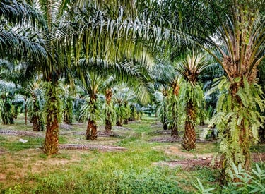 palm oil plantation