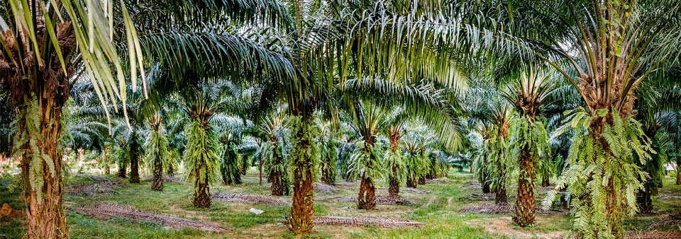 palm oil plantation