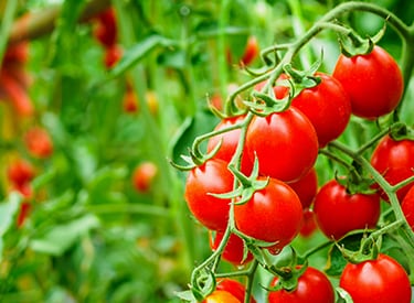 tomates rojos