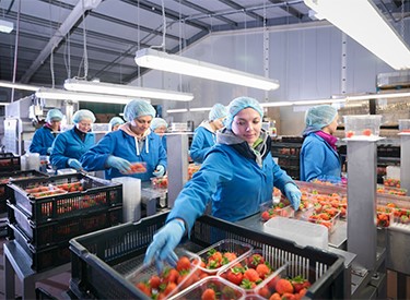 food industry standard banner