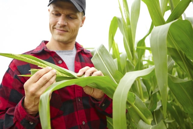 food-crop