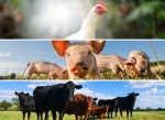 antibiotics antibiotics