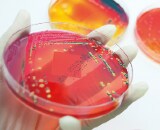 Leitfaden Mikrobiologie Audit
