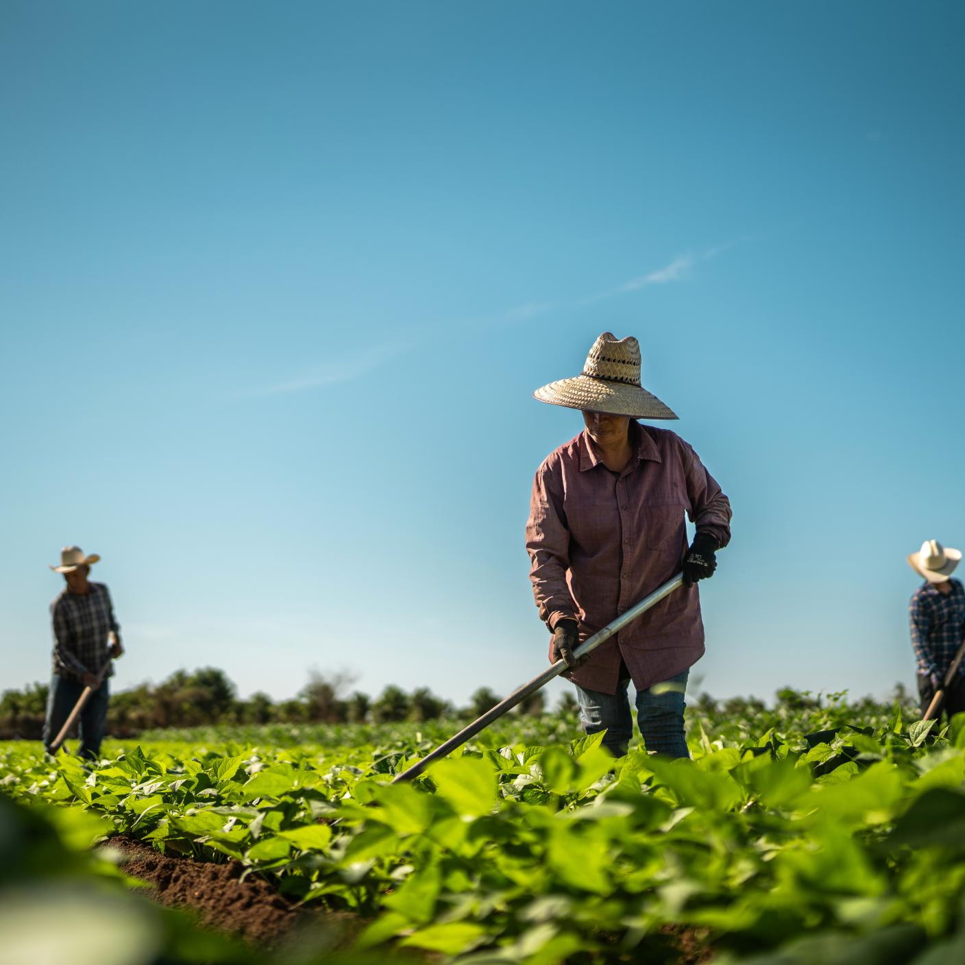 Farmers working at agricultural field