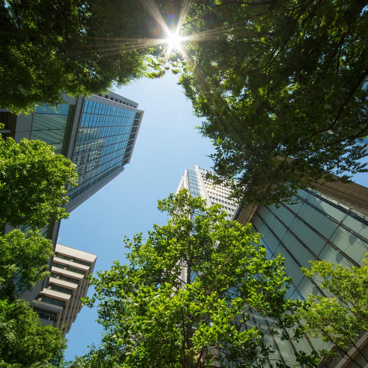 looking up at skyscrapers, trees and sky