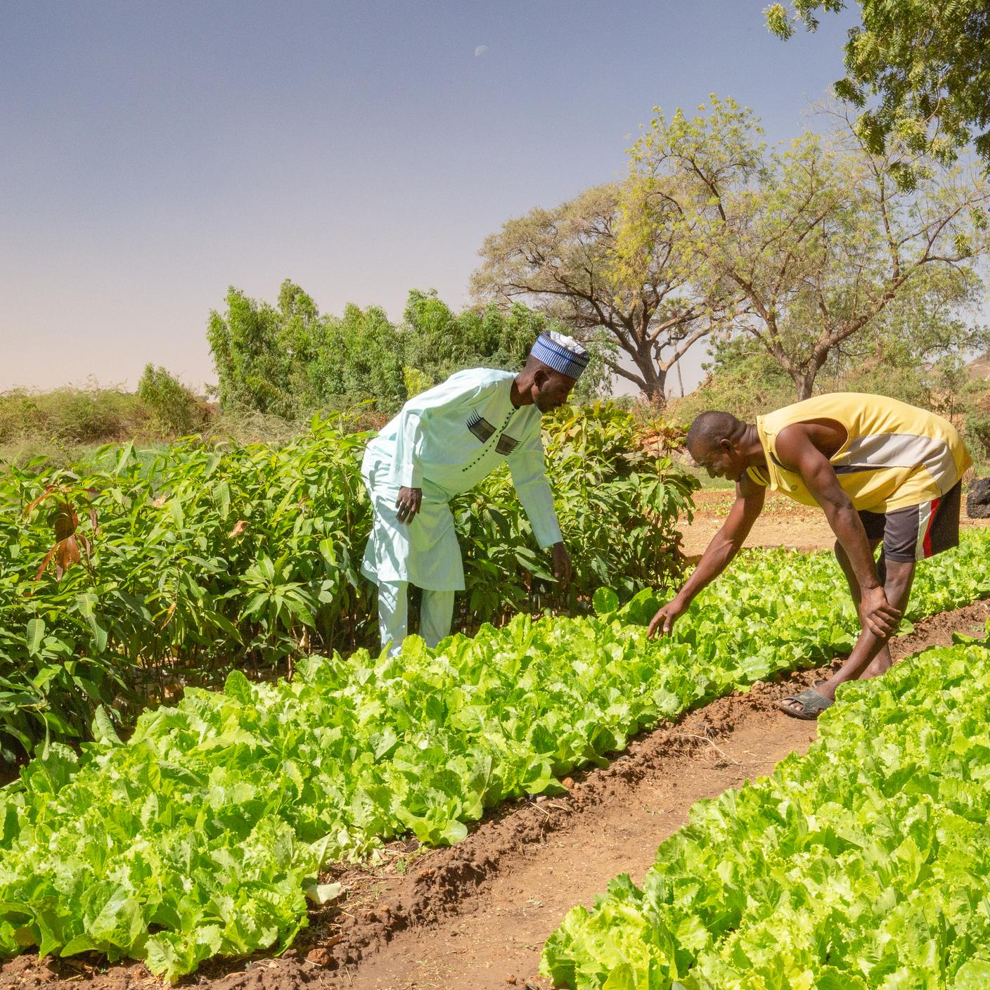 food picked in fields