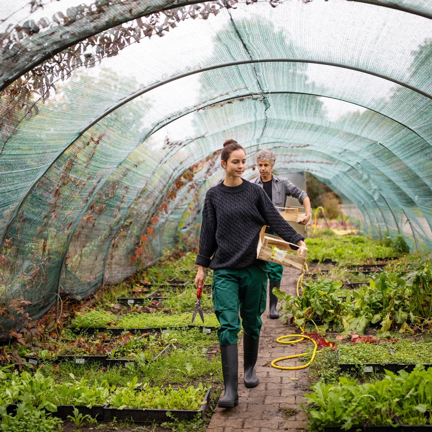 Supply chain - gardeners working in greenhouse