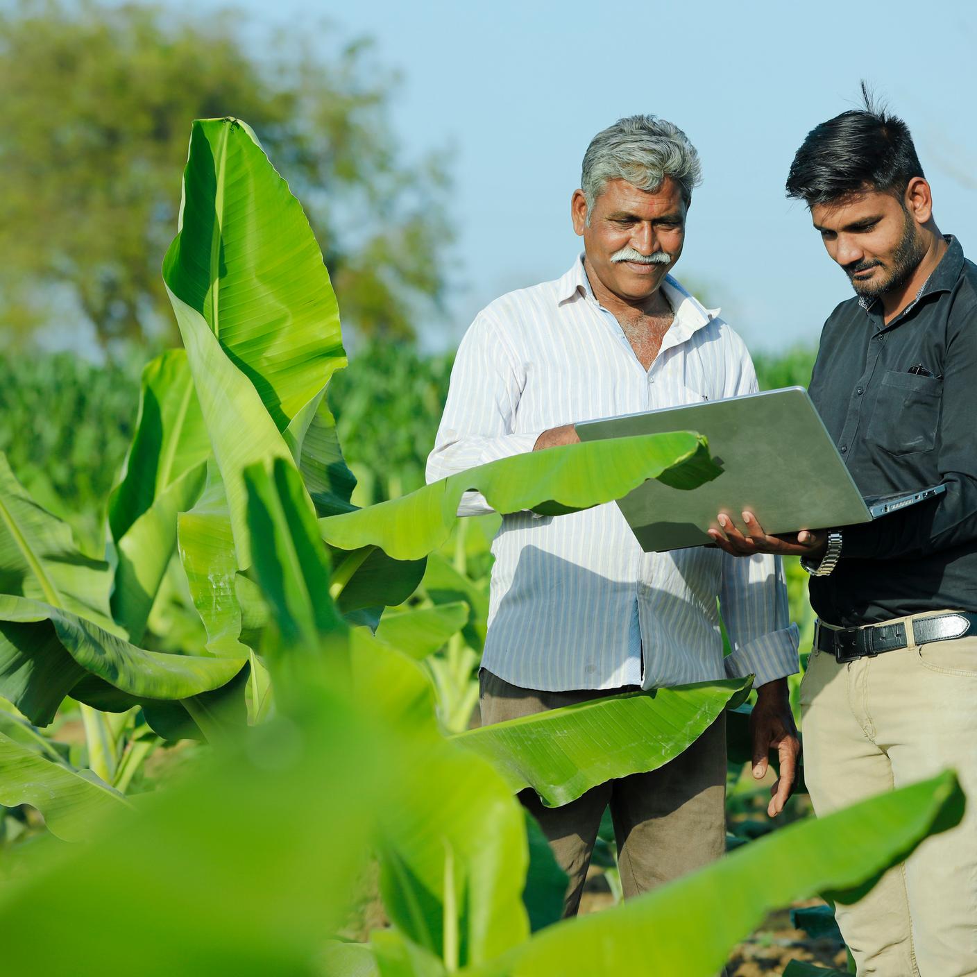 Farmer with agronomist in field looking at model on laptop