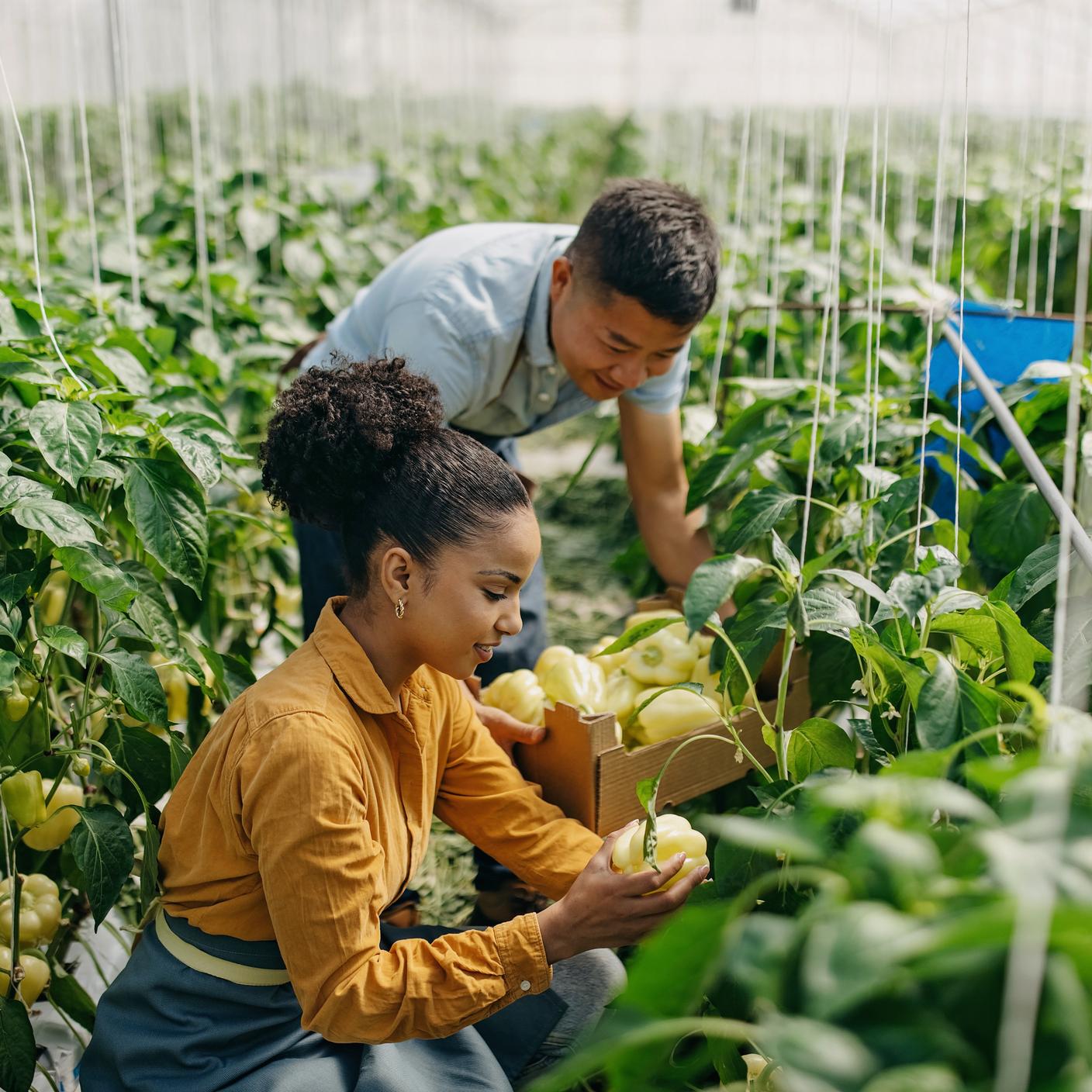 One woman and one man harvesting peppers in the greenhouse