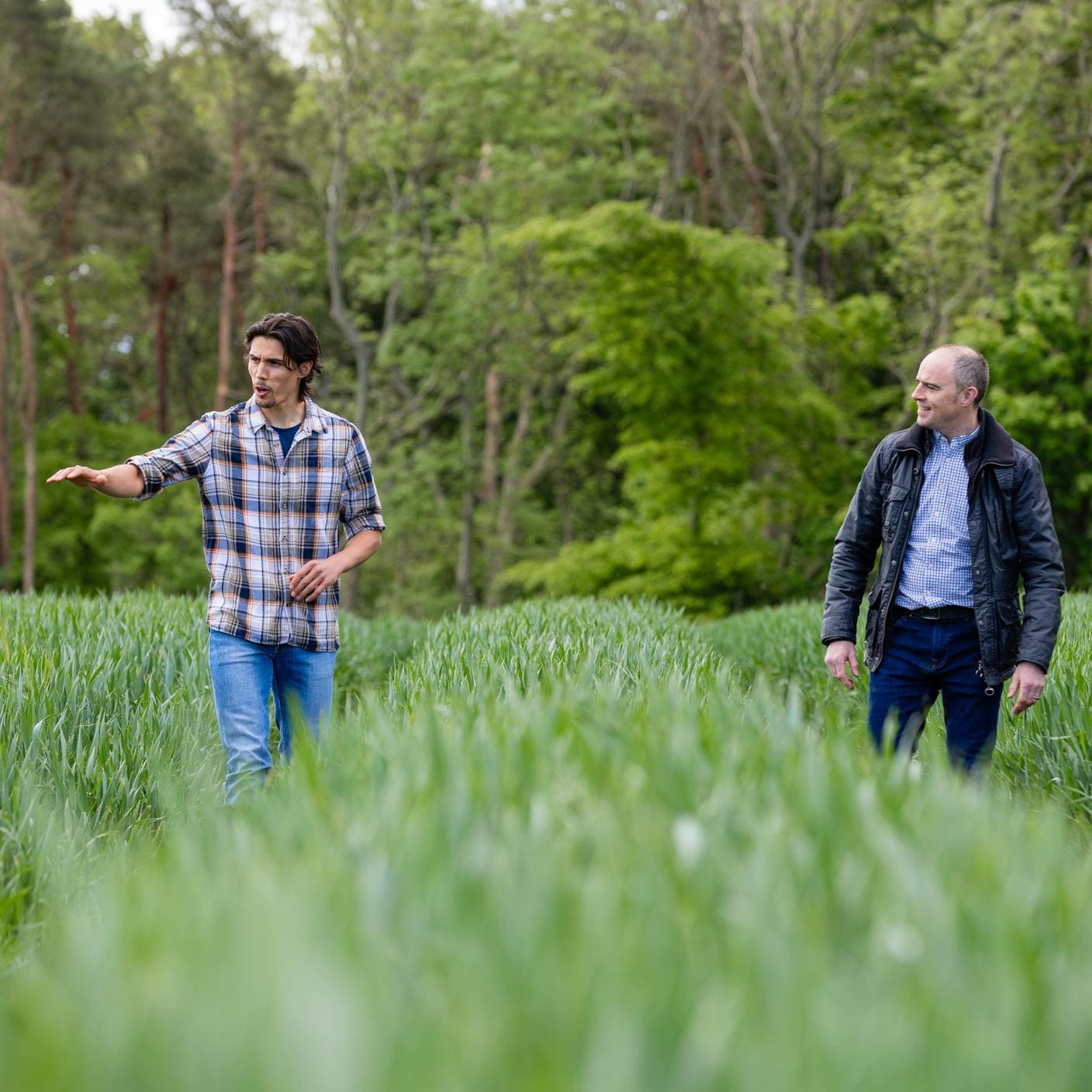 A farmer walking through tramlines in the wheat field on his sustainable farm 