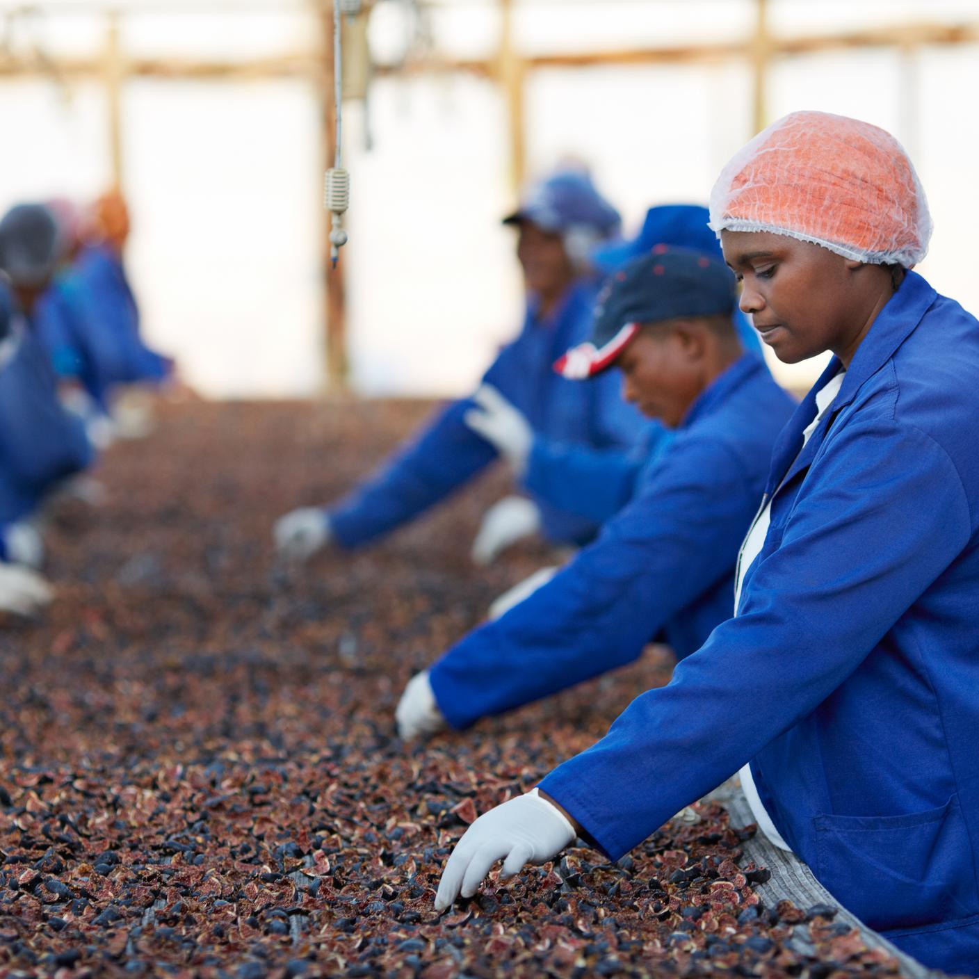 Workers sorting out fig at small fruit farm