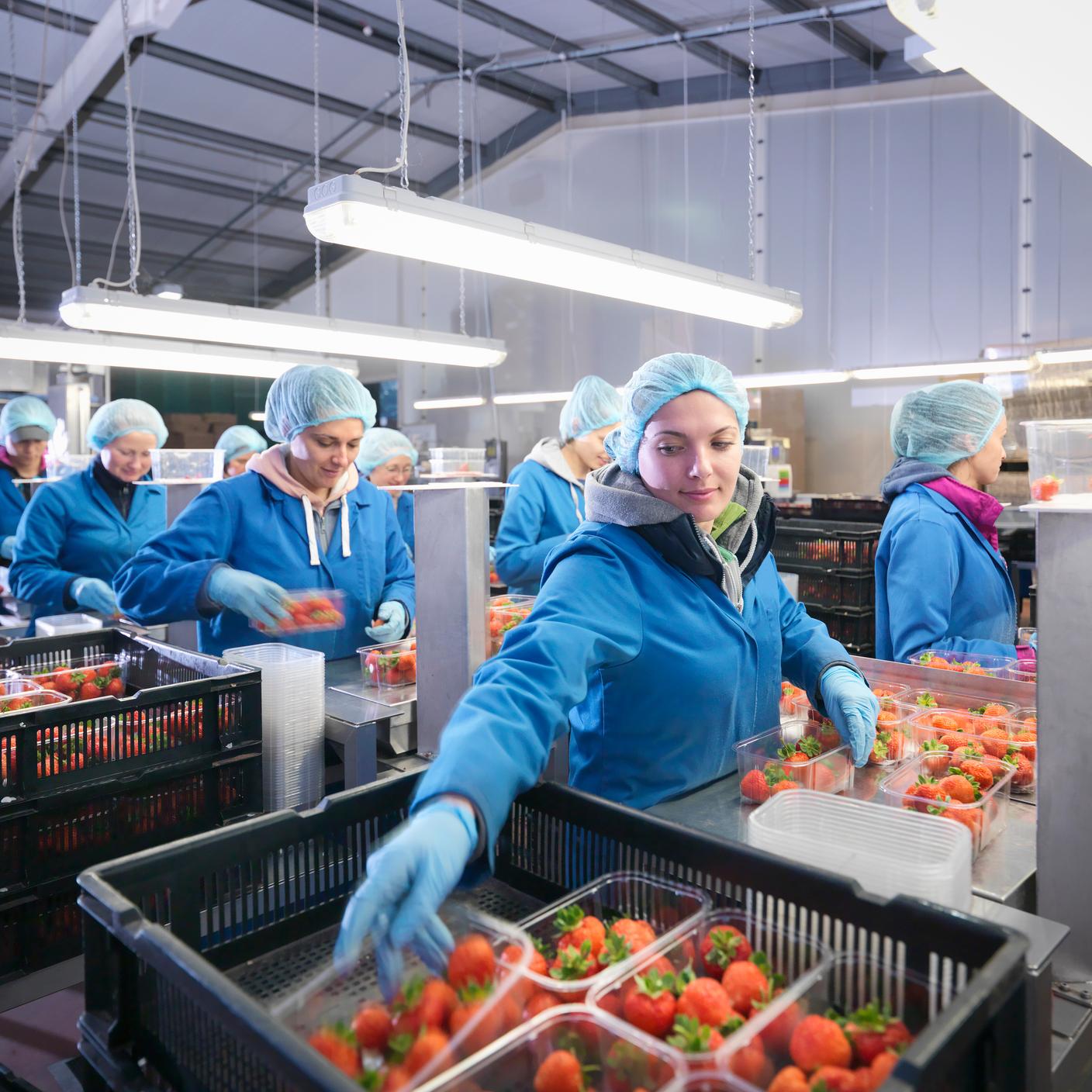 Workers packing fresh strawberries into trays on fruit farm