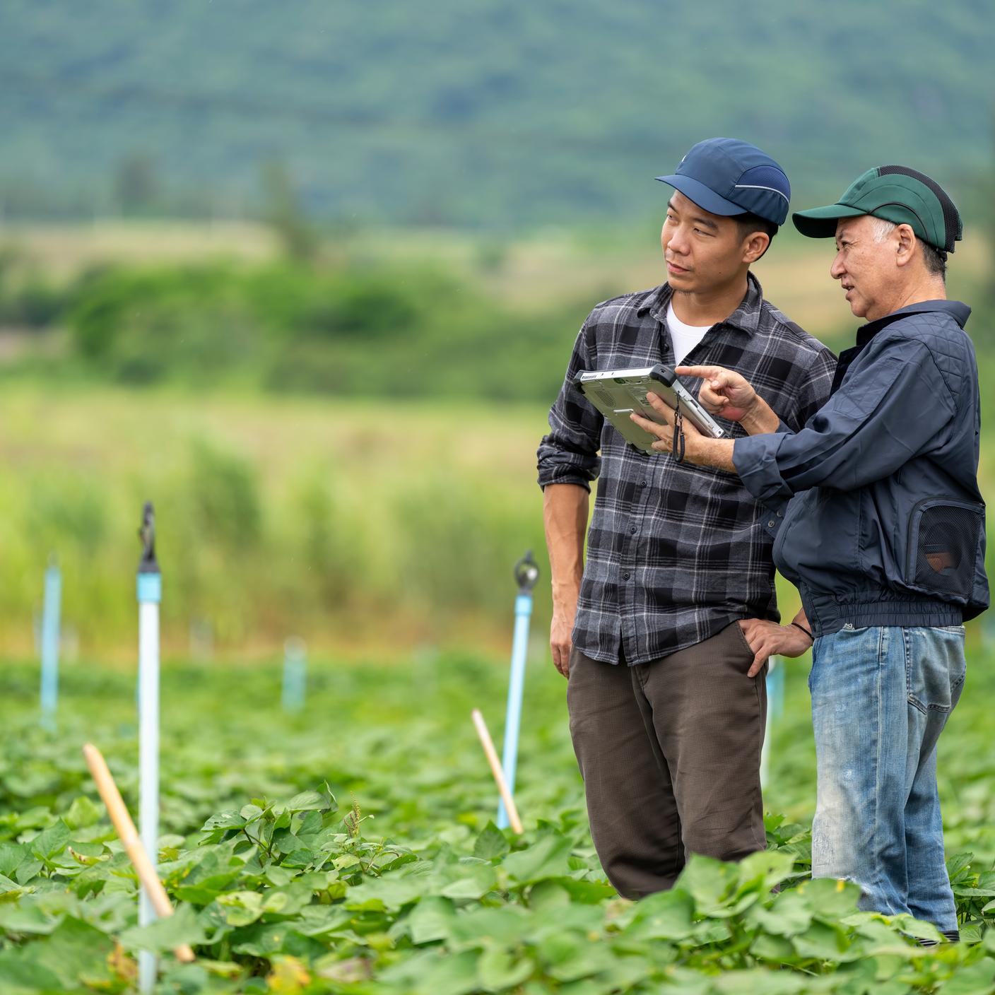 Researchers discussing farm conditions using tablet computer