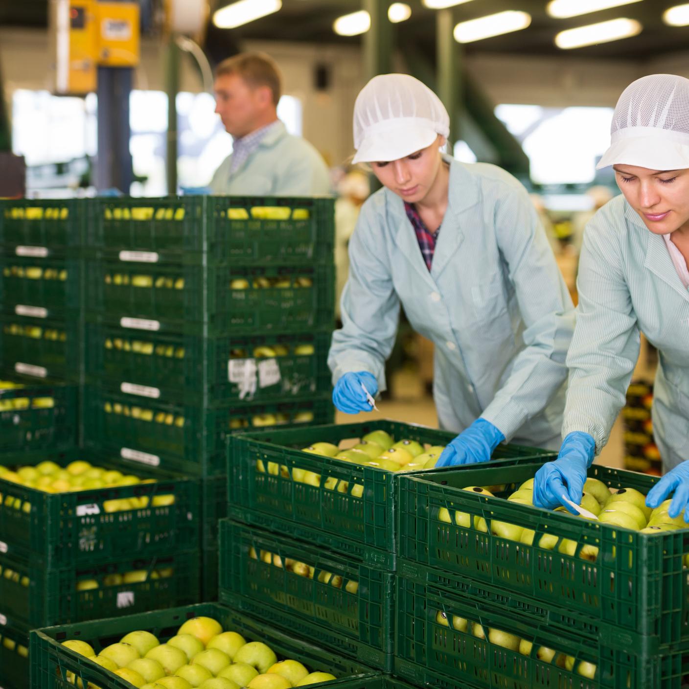 Young focused female workers in uniform sticking labels on fresh apples at factory