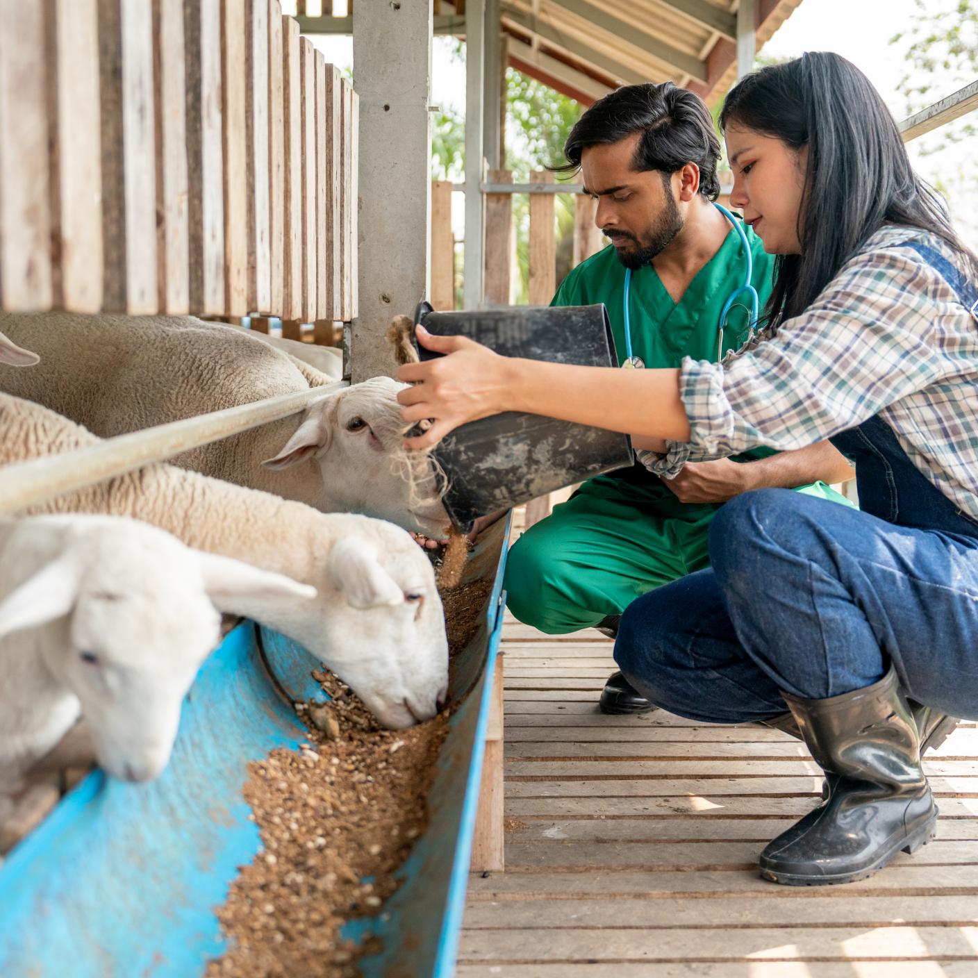 Farmers give food to sheep into feed trough and the veterinarian also check health of animals and stay beside.