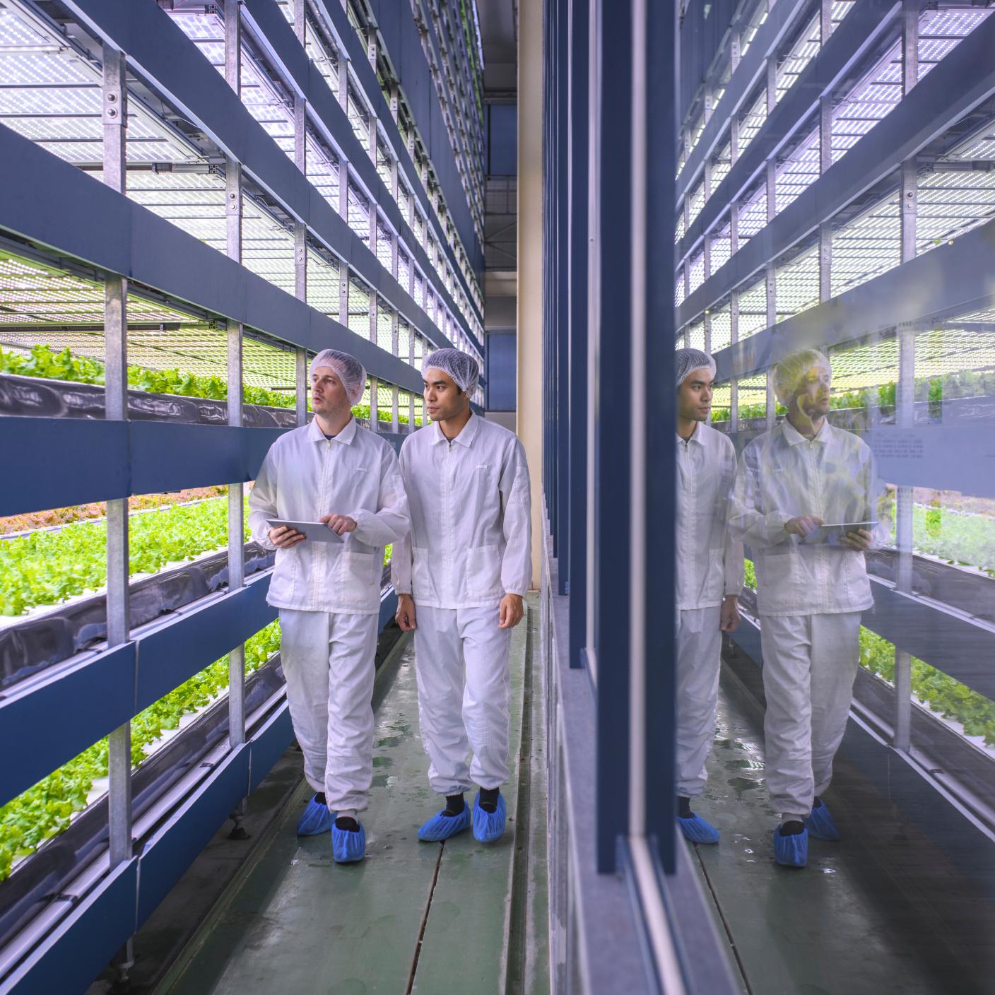 Team of sustainability specialists with digital tablet observing the growth progress of vertically farmed lettuce crops.