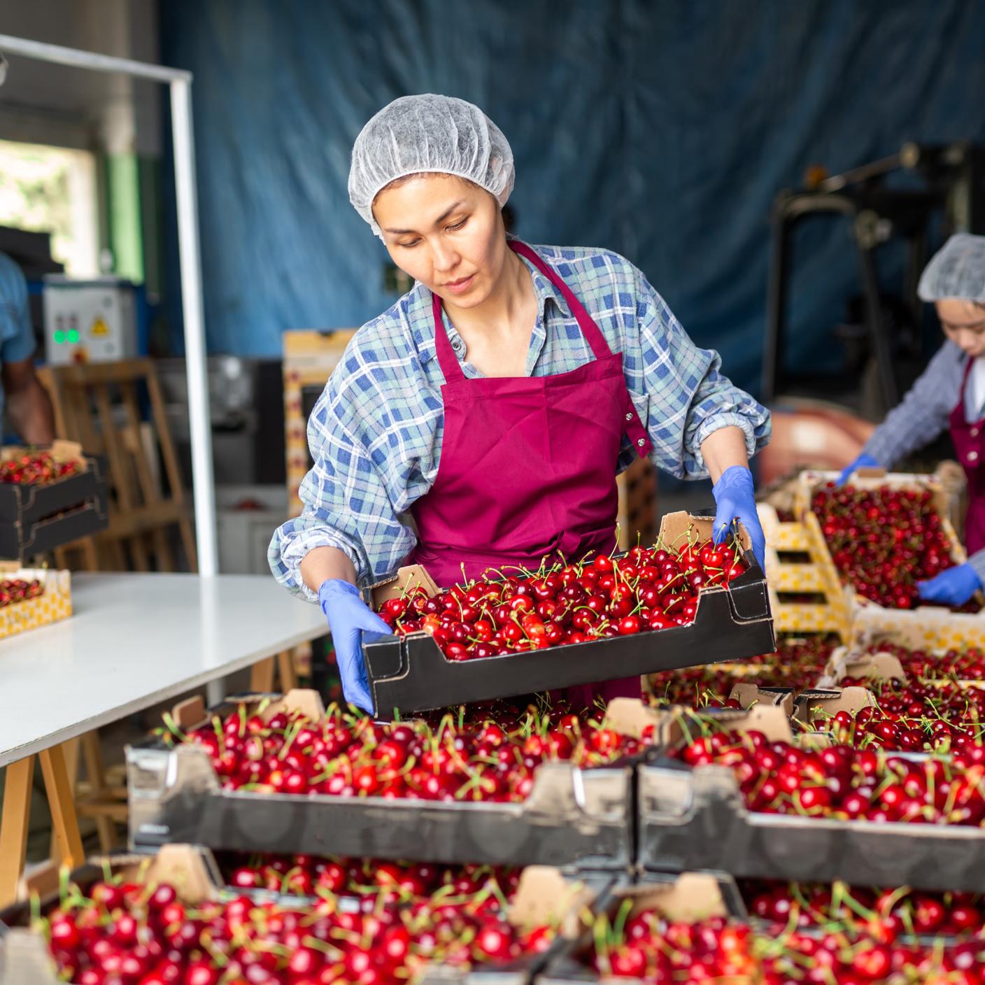 Food and safety workers sorting sweet organic cherry at farm warehouse