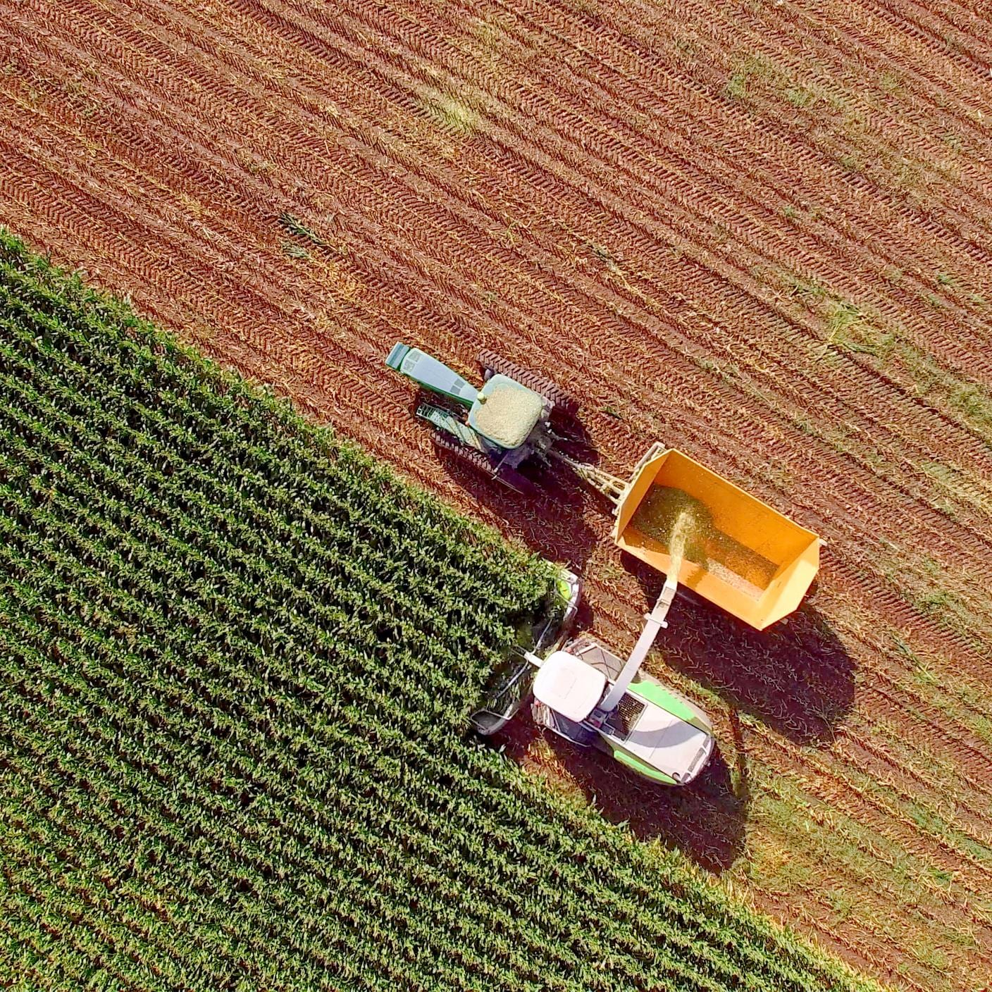 Farm machines harvesting corn for feed or ethanol. 