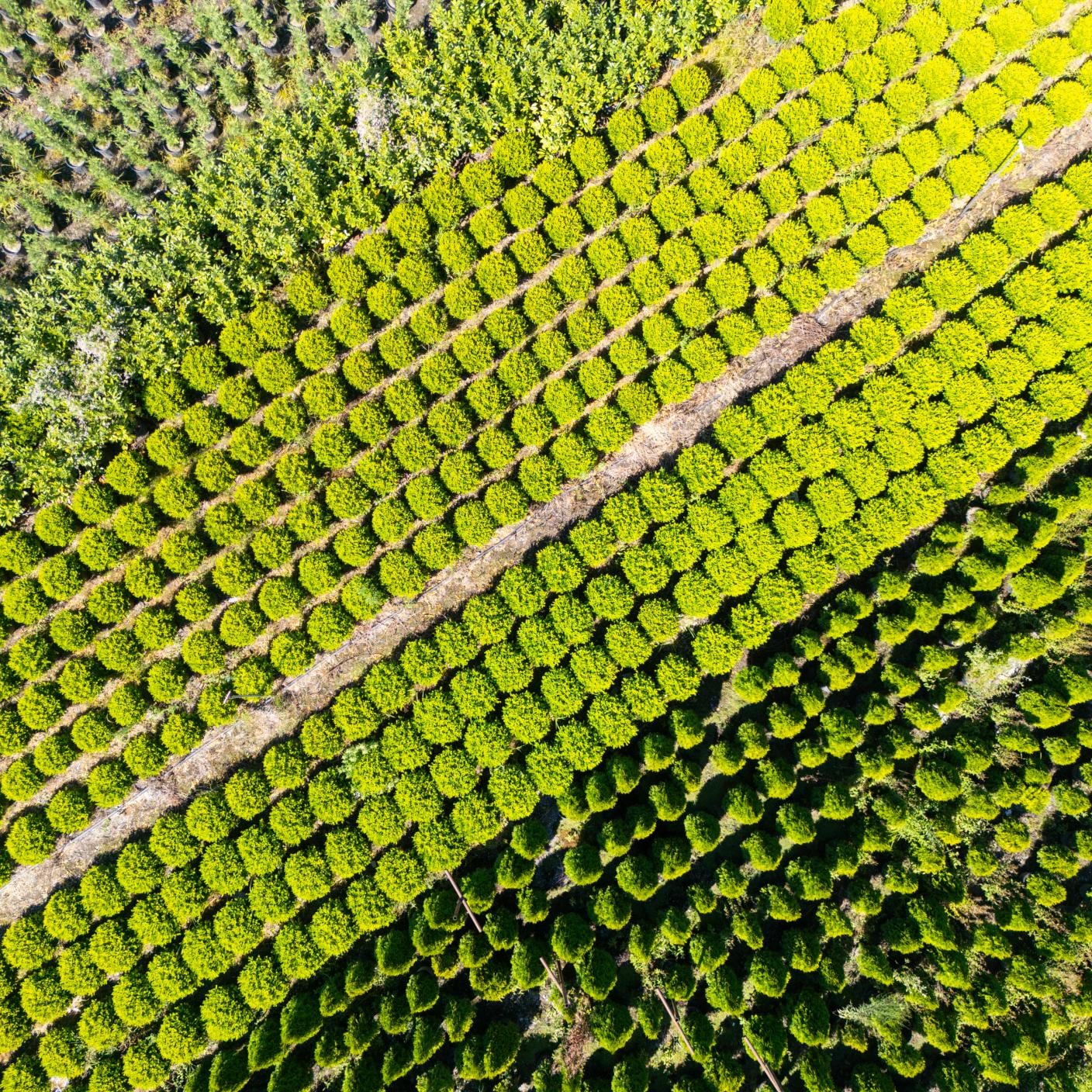 Aerial view of a small plot of land cultivating vegetables and flowers