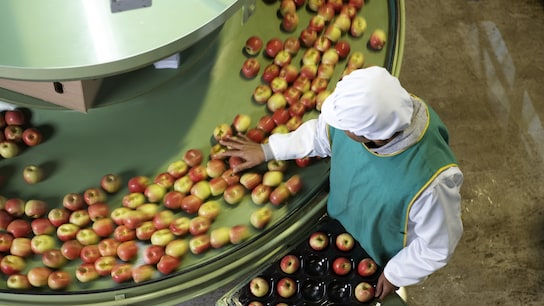 Mature female worker sorting apples in apple processing factory.
