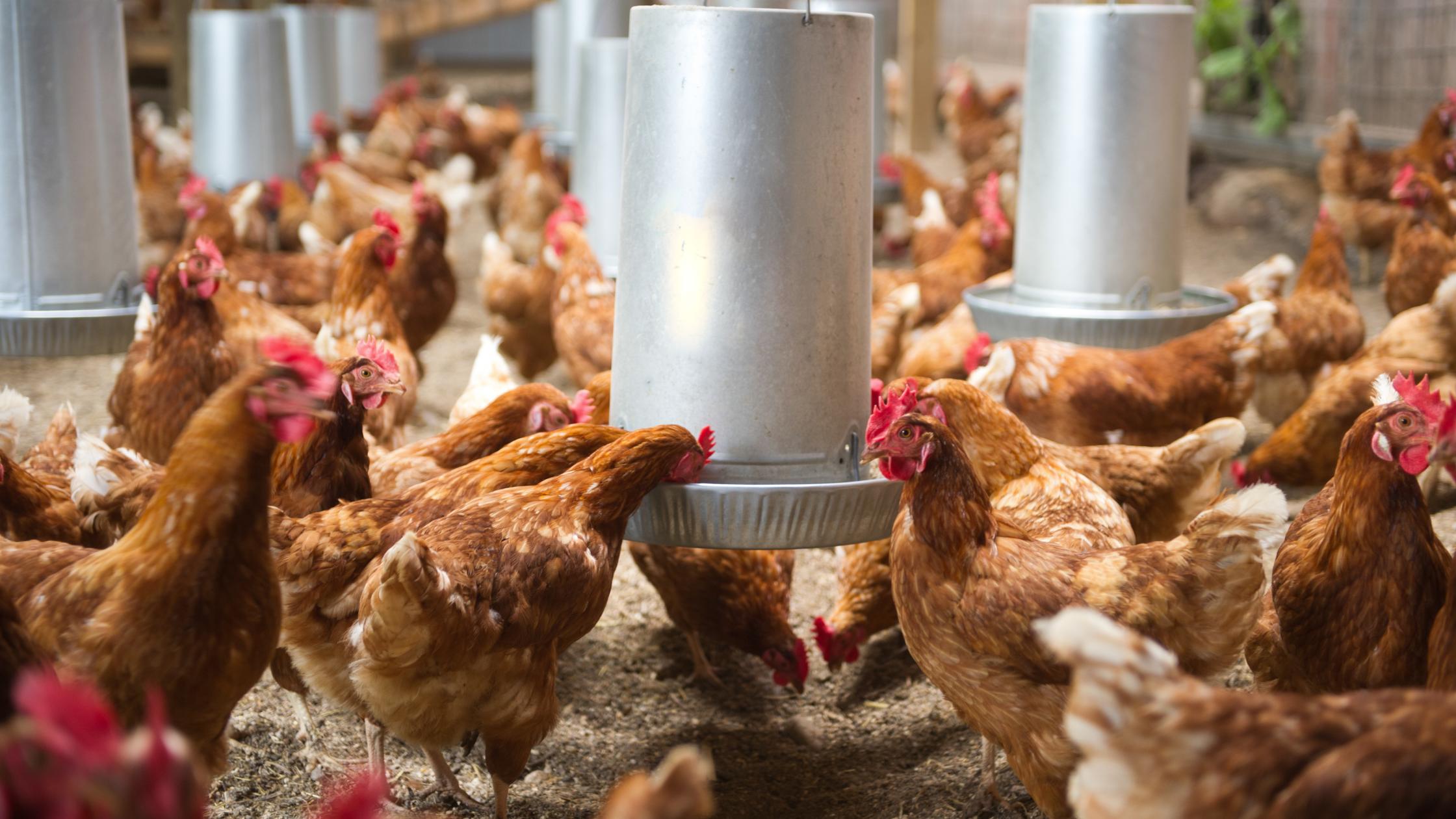 Cage fee laying hens at small egg production farm.