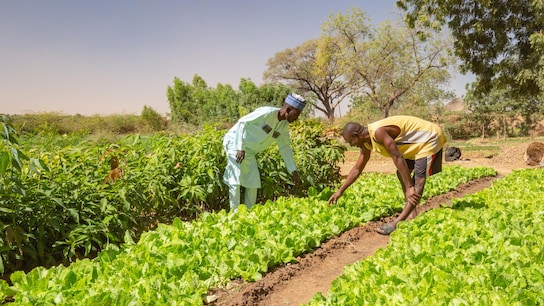 Diversifying Nigeria - two African men inspecting lettuce crops