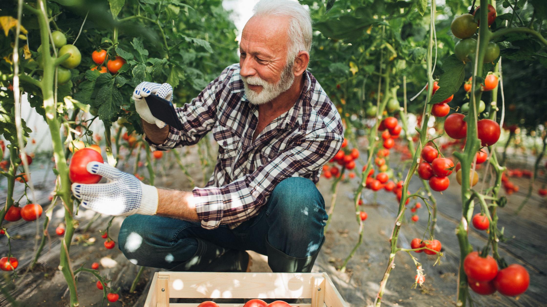 Man photographing tomato in garden