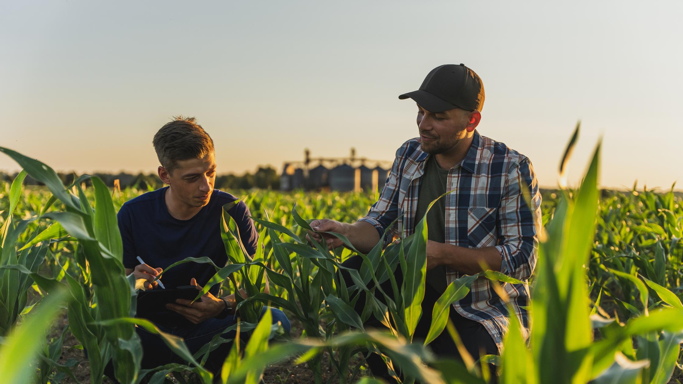 A clear view of your supply chain - men cropping in field