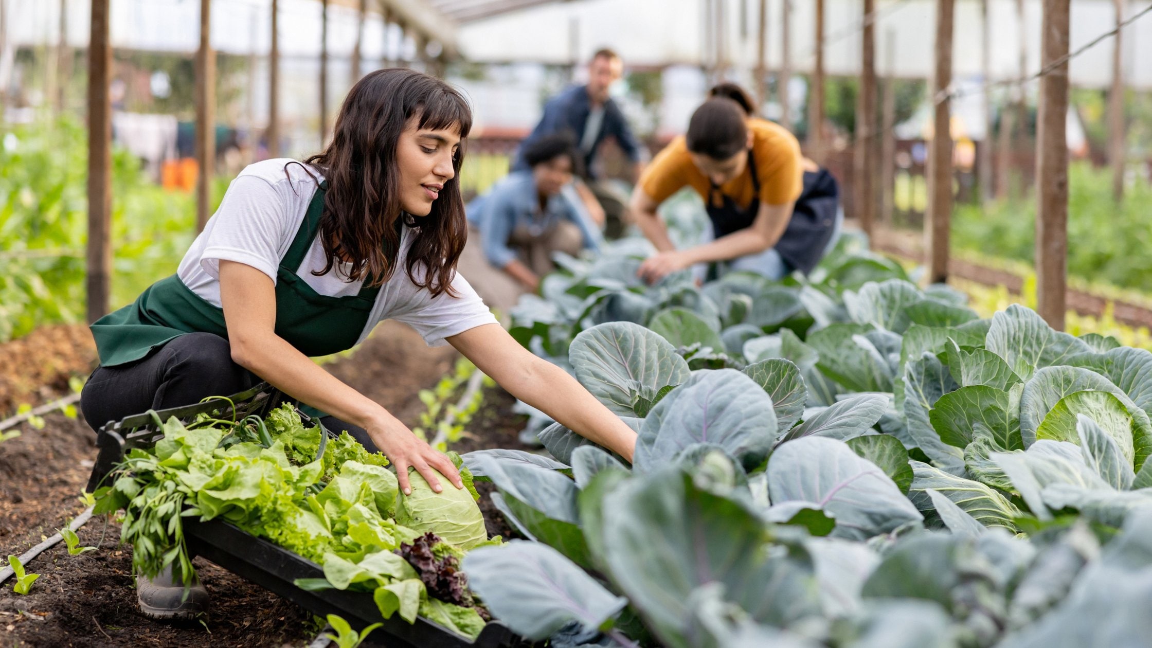 women working at an organic farm harvesting vegetables.