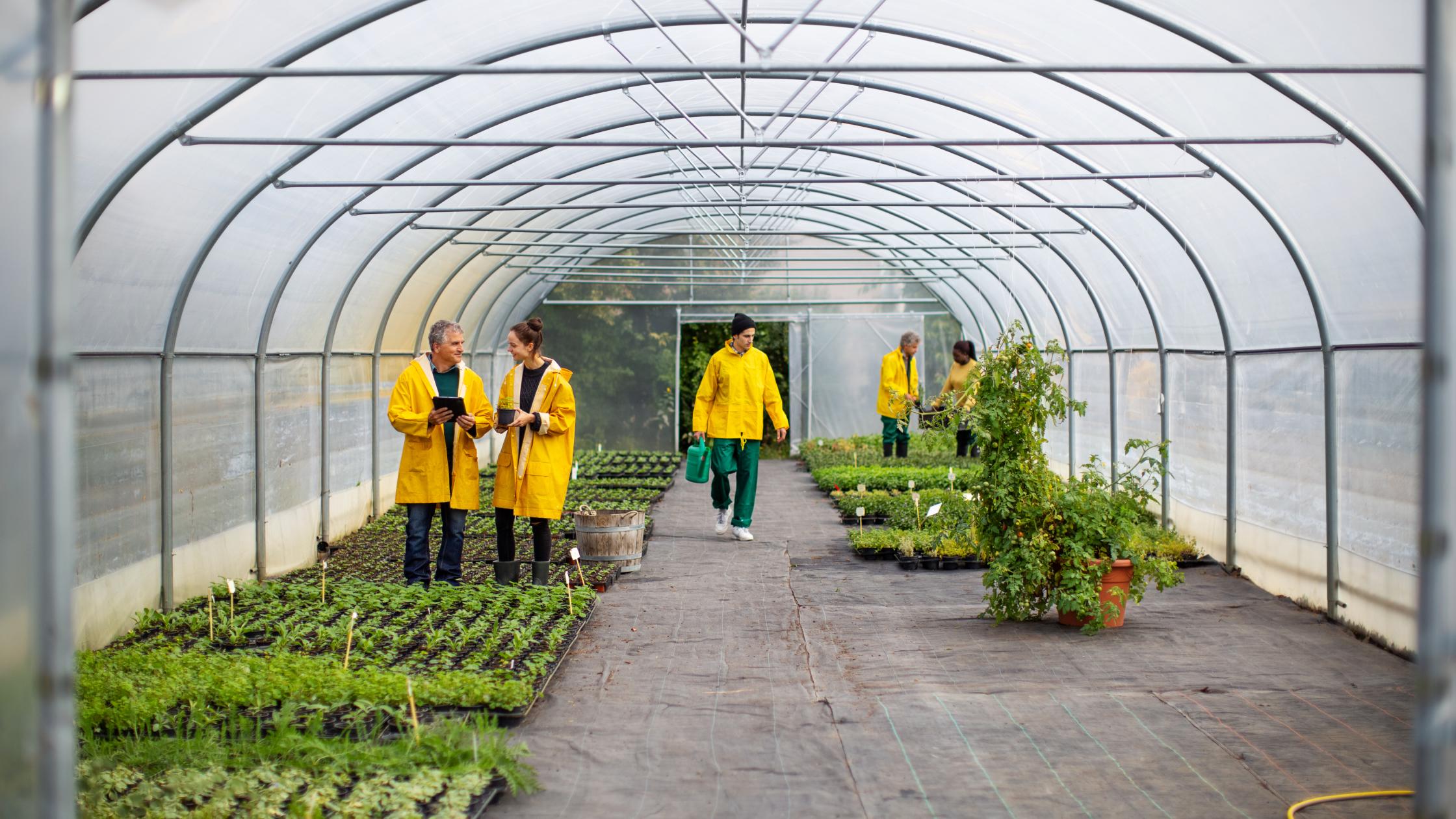 Shot of people working in greenhouse. Men and women gardeners doing their duties in a garden center.