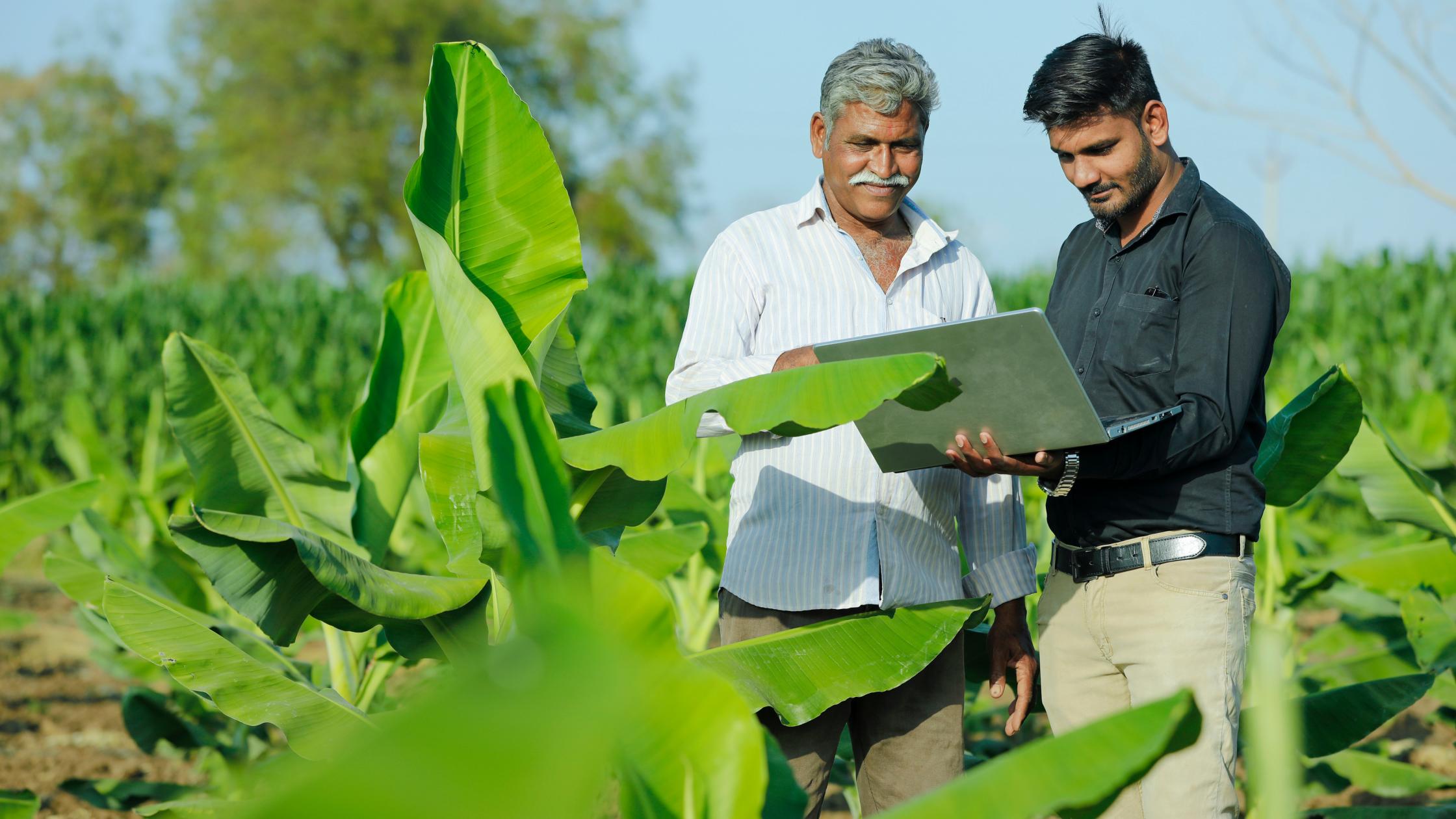  Farmer with agronomist at banana field.